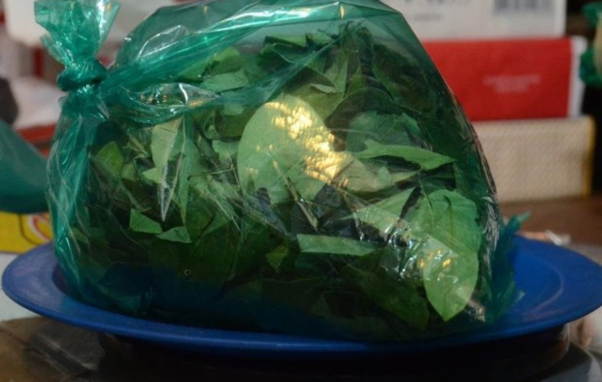 Salta El aumento de precios llegó a la hoja de coca Argentina Municipal