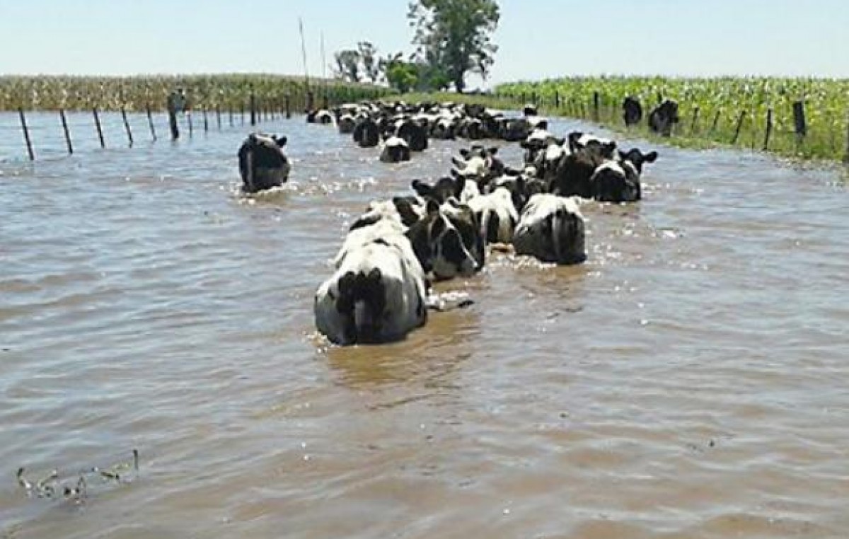 Crisis productiva en el centro-oeste de la Provincia de Santa Fe por las inundaciones