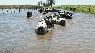 Crisis productiva en el centro-oeste de la Provincia de Santa Fe por las inundaciones