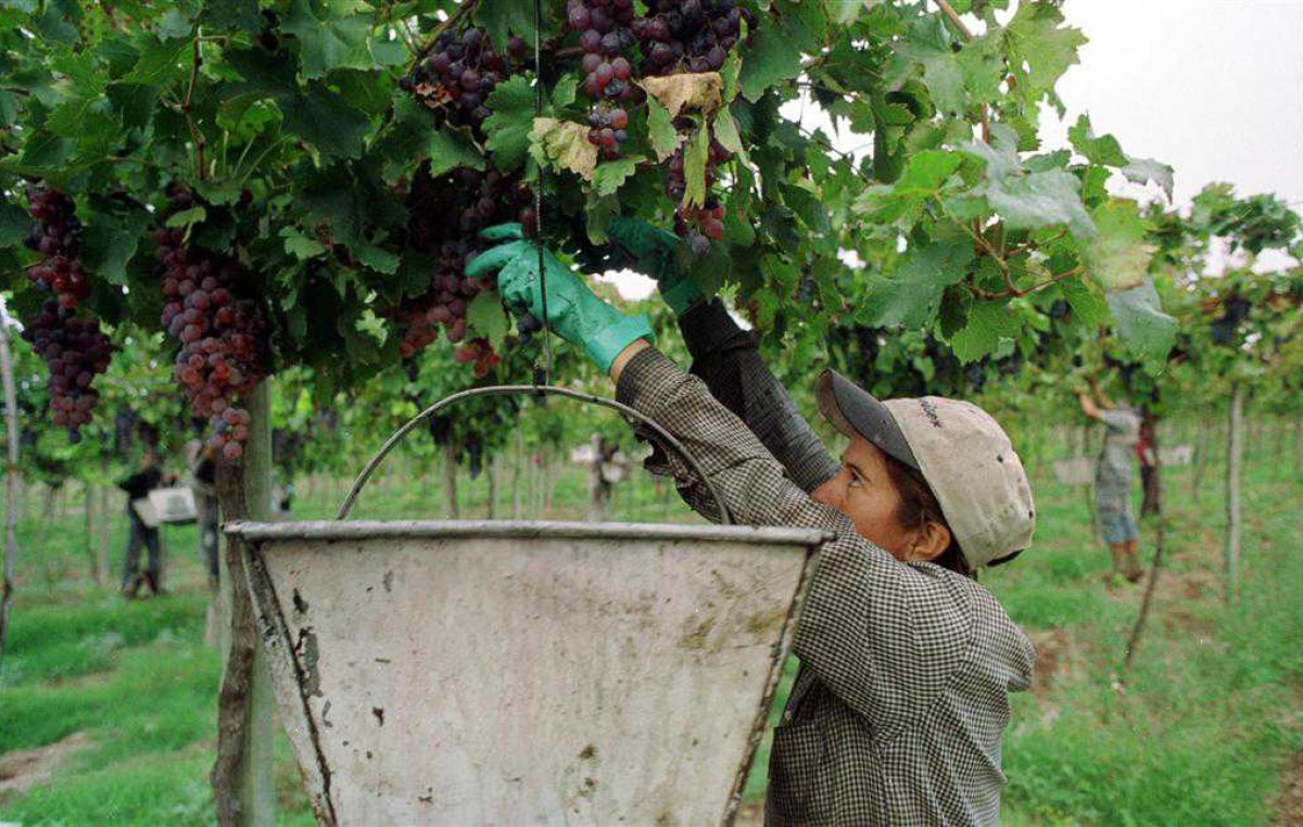 En San Juan, la falta de mano de obra retrasa la cosecha de uvas