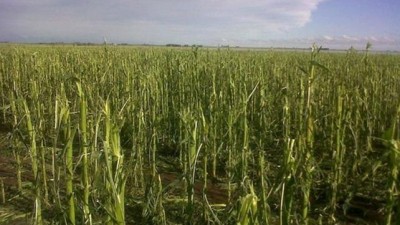 Córdoba: El granizo provocó pérdidas agrícolas por U$S 30 millones