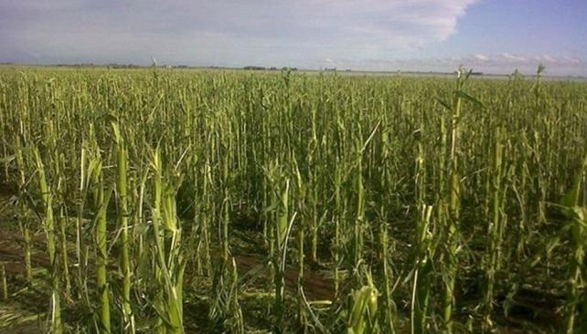 Pelado. El maíz también sufrió los efectos de la tormenta, con pérdida de hojas y de granos que lo hace irrecuperable