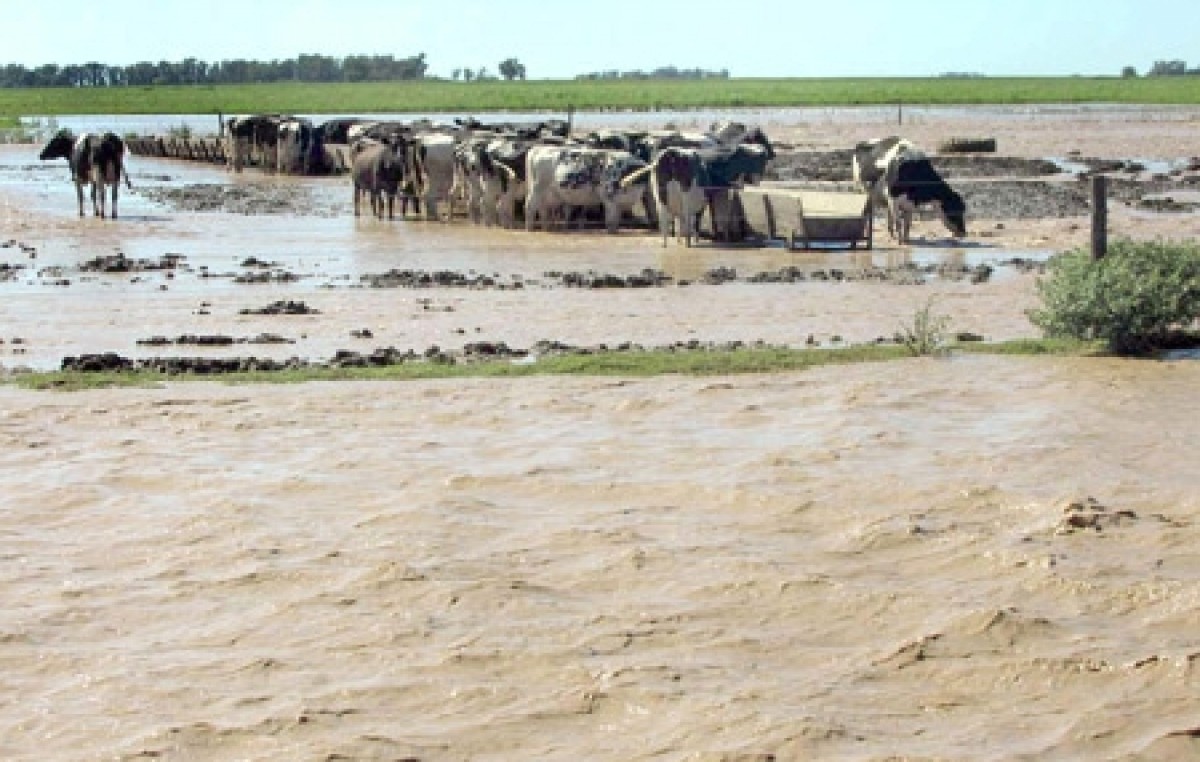 Estiman pérdidas millonarias en los campos inundados por el río Cuarto
