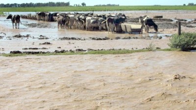 Estiman pérdidas millonarias en los campos inundados por el río Cuarto