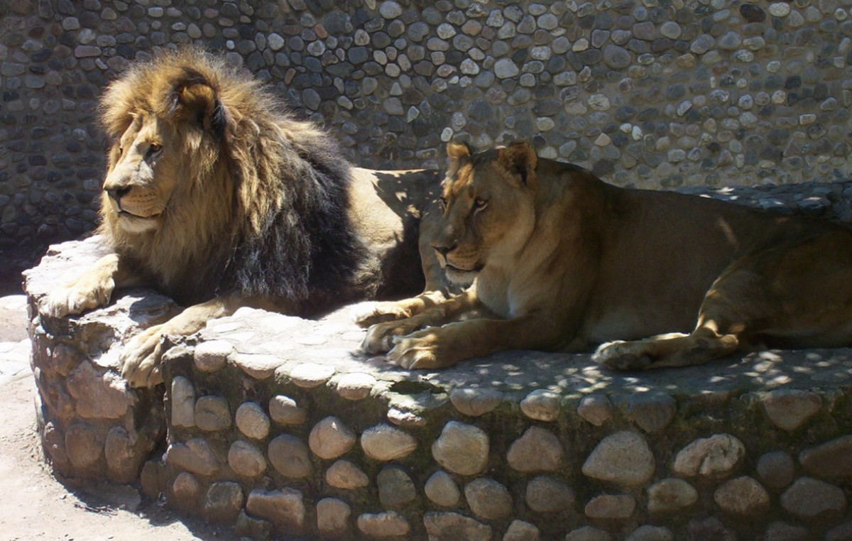 Quieren prohibir los zoológicos en Córdoba