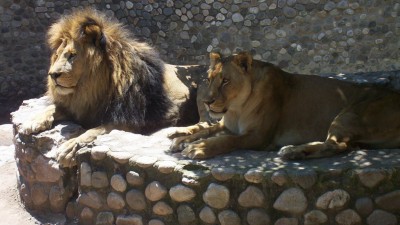 Quieren prohibir los zoológicos en Córdoba