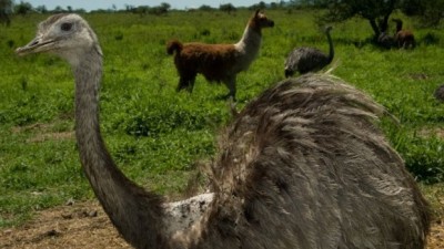 Jujuy pondrá en marcha el primer centro de rescate público de fauna autóctona del país