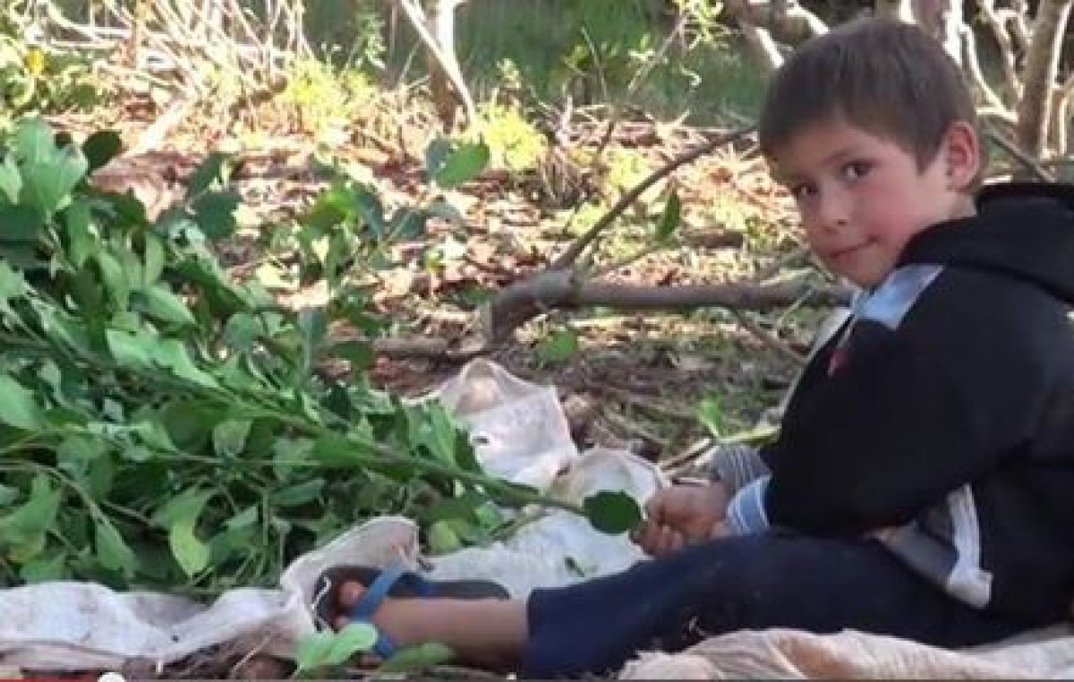Misiones: Solicitan acciones para la campaña de “Mate sin trabajo infantil”