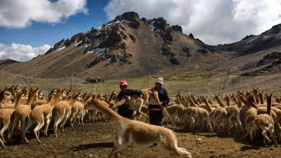 Municipios de Puna jujeña conformarán la Mesa Vicuñera