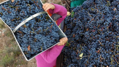 “En Tinogasta se recuperó el valor de los viñedos, y hubo un cambio importante en los ingresos”
