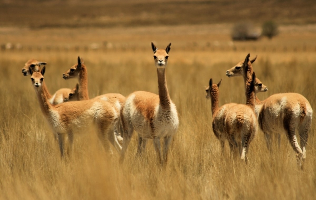 Promueven en la Puna jujeña el uso sustentable de la fibra de vicuñas