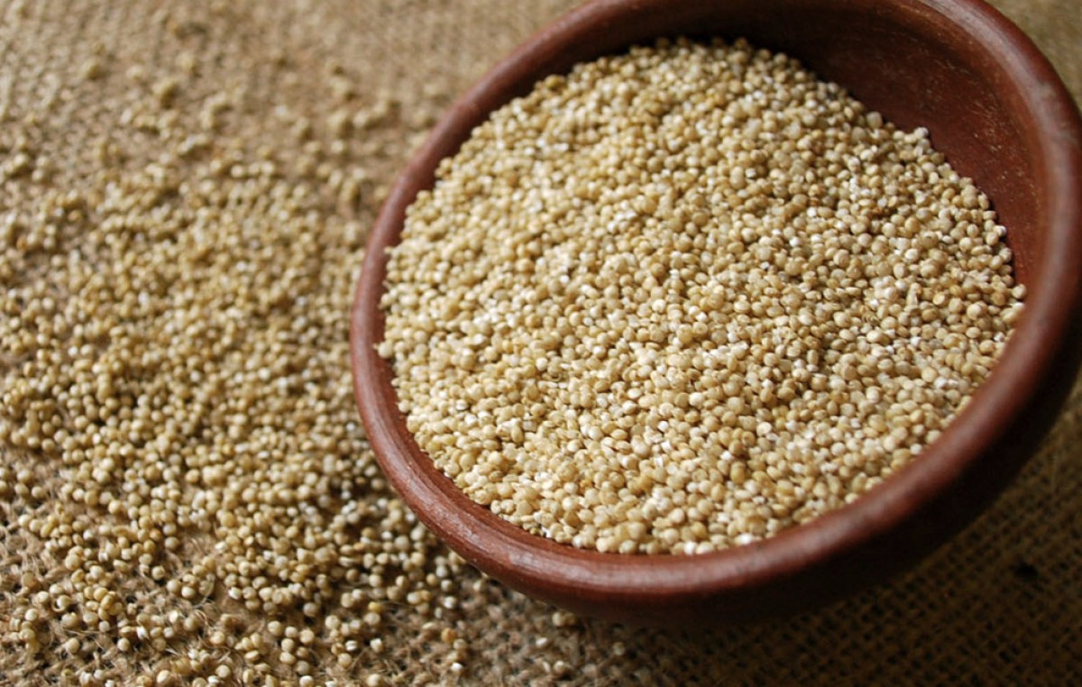 El grano de quinoa ya forma parte del Código Alimentario Argentino