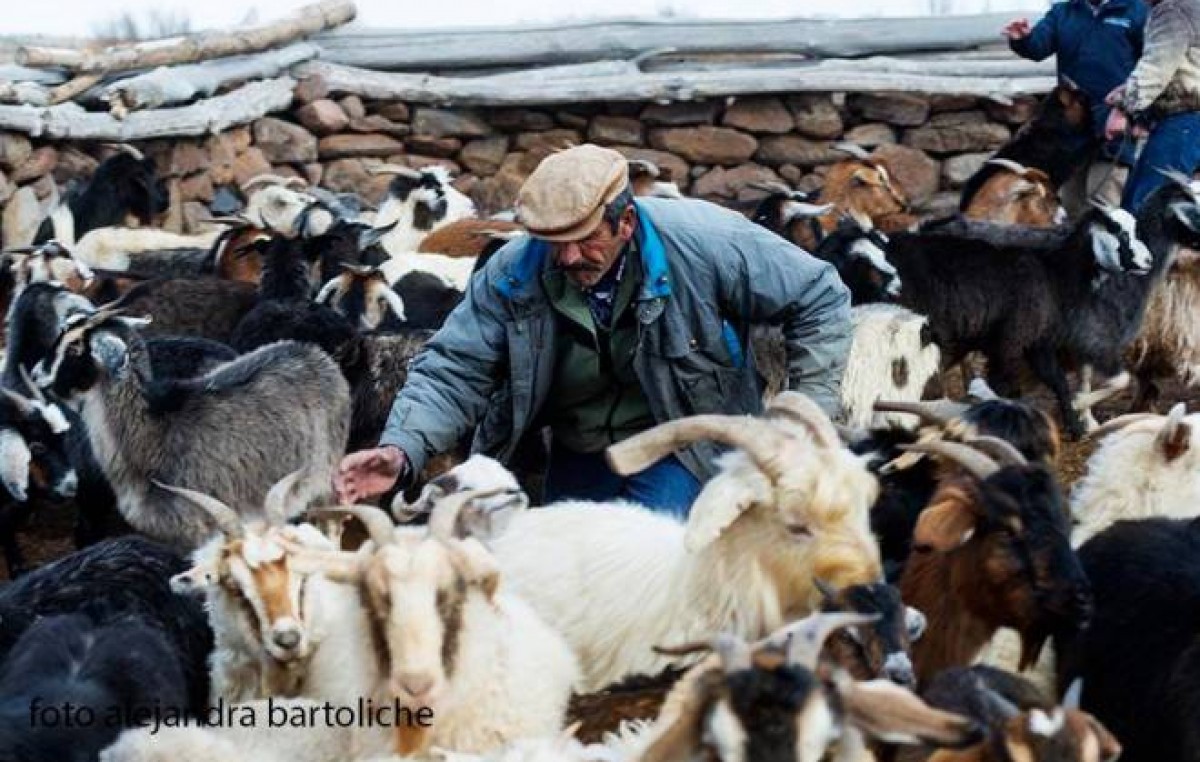 Productores de Comallo y Jaccobacci recibieron casi 2 mil cabras criollas