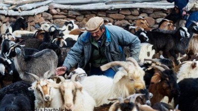 Productores de Comallo y Jaccobacci recibieron casi 2 mil cabras criollas