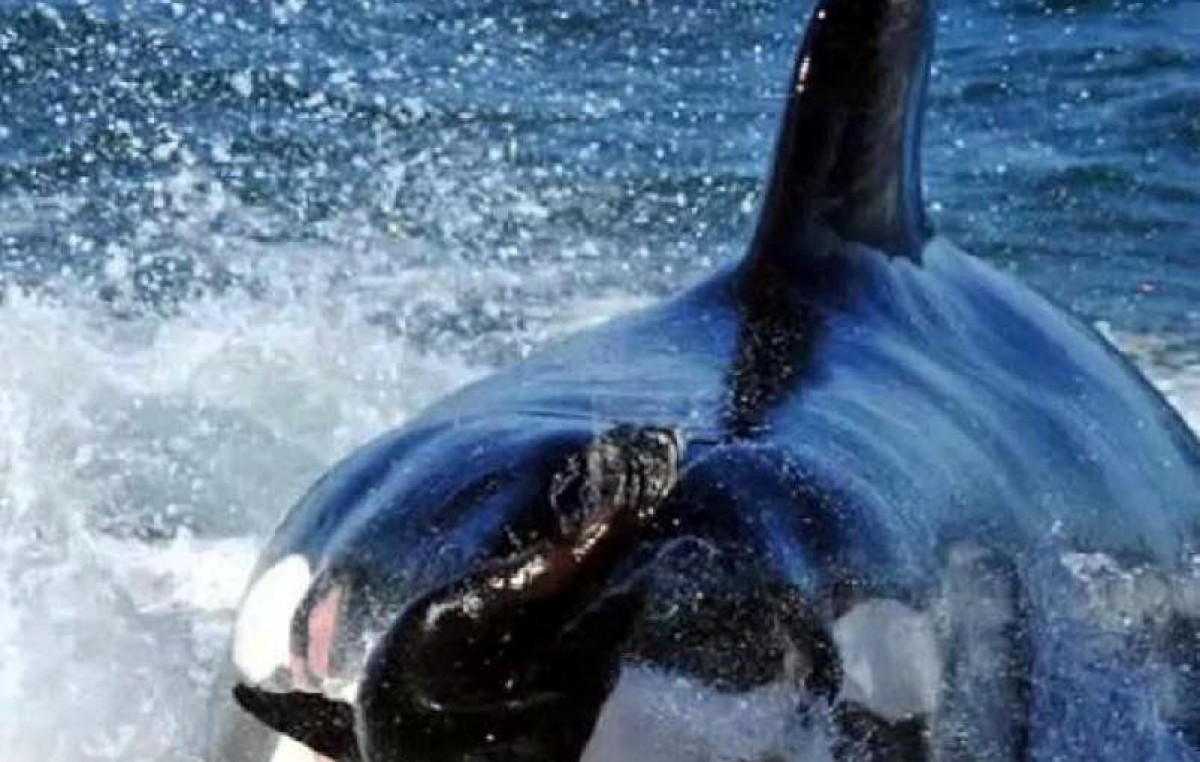 Se duplicó la cantidad de orcas que llegan a la costa de Chubut