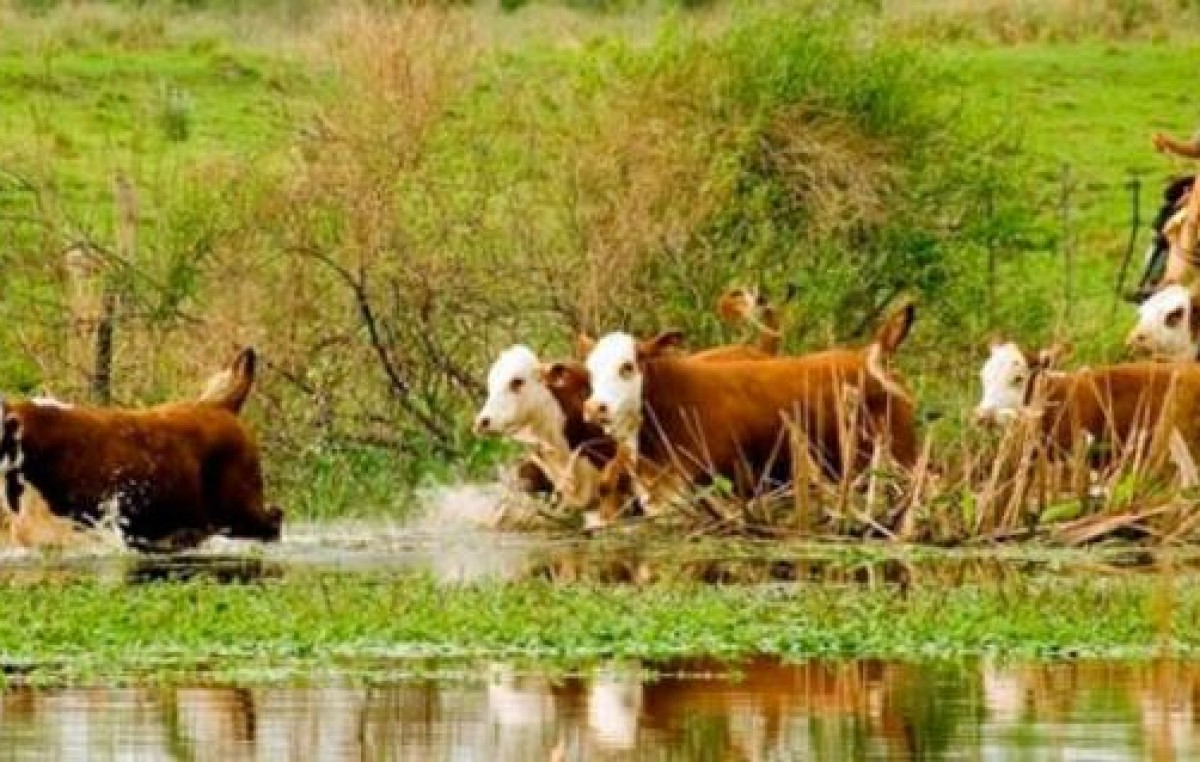 La ganadería fue muy castigada en Misiones por la crecida del río Uruguay