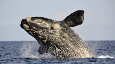 “El nivel de responsabilidad que tiene Argentina con las ballenas es ejemplar”