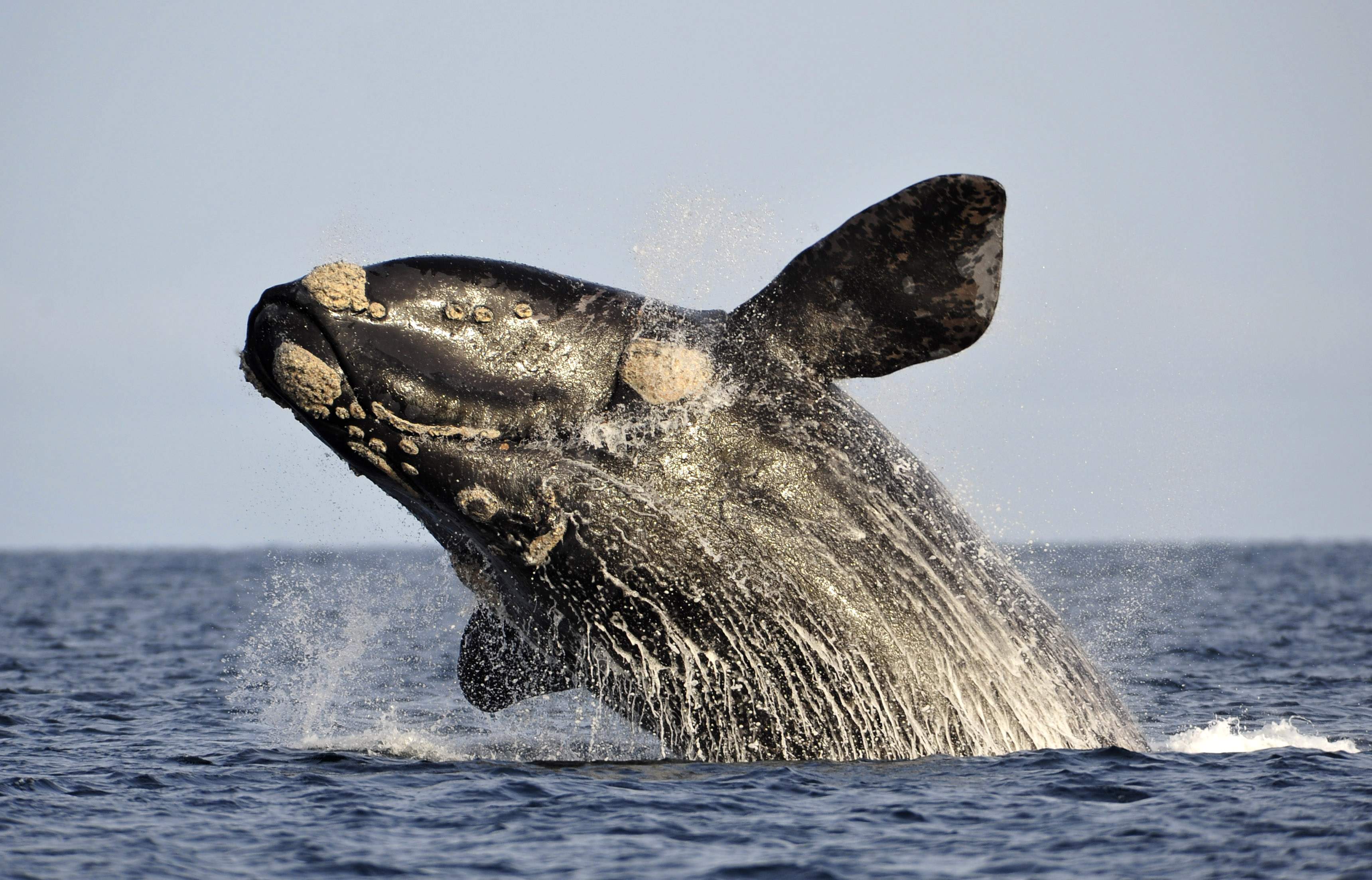 A southern right whale, known in Spanish as ballena franca austral, jumps off the water in the Atlantic Sea, offshore Golfo Nuevo
