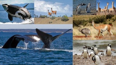 La UNESCO calificó de “impresionante” el trabajo de Chubut