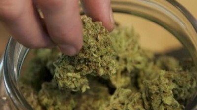 Uruguay abre registro para autocultivadores de marihuana