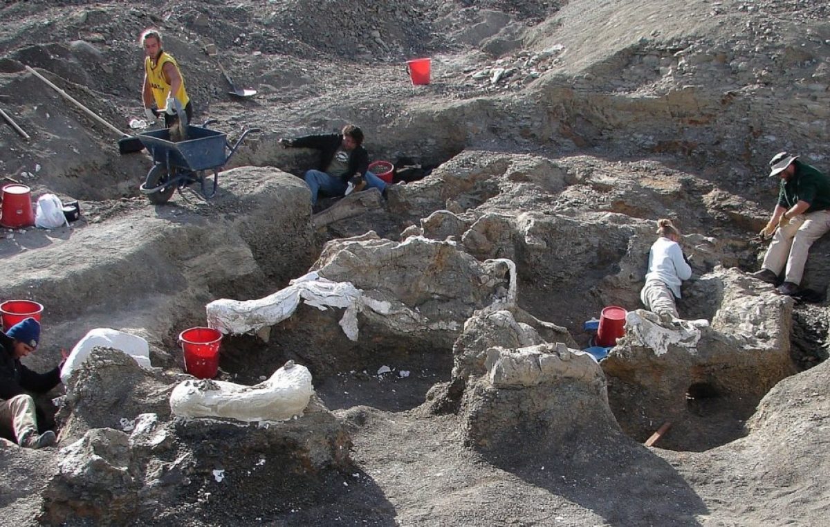 Determinan que en la Patagonia vivió el dinosaurio más grande