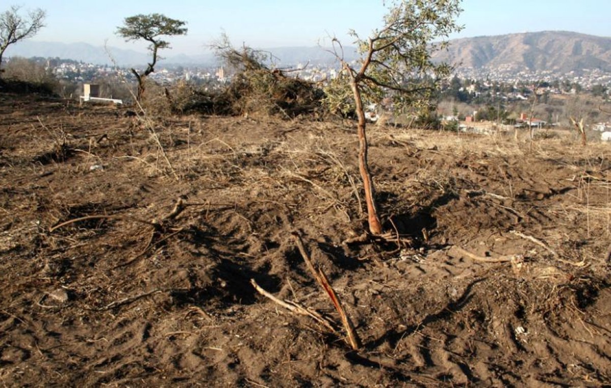 Países y empresas prometen “deforestación cero” para 2030