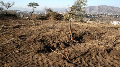 Países y empresas prometen “deforestación cero” para 2030