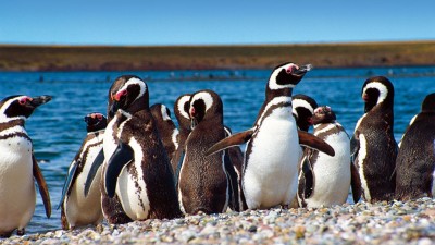 Fiesta Provincial del Pingüino, 27 y 28 de septiembre, Trelew