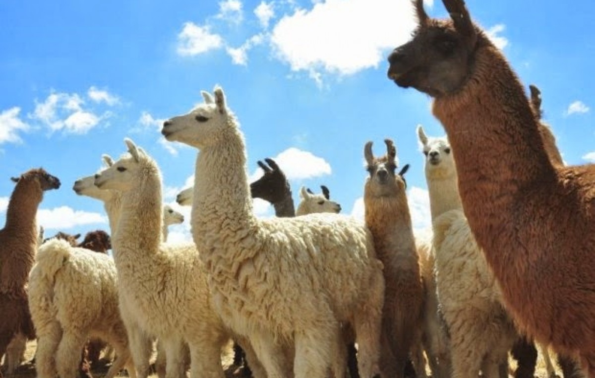 Un programa apunta a darle valor agregado a la lana de llama en Salta