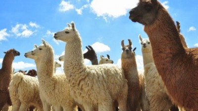 Un programa apunta a darle valor agregado a la lana de llama en Salta