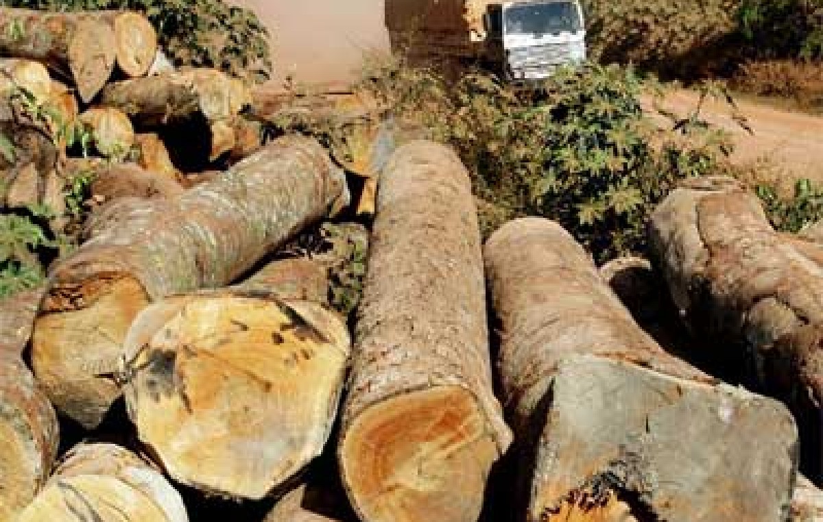 La deforestación se llevó 762.000 km² del Amazonas brasileño