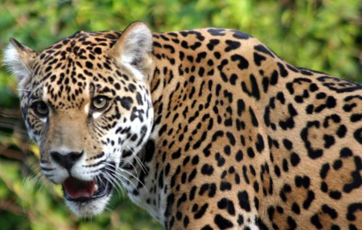 En 40 años, América latina perdió 83% de su fauna silvestre