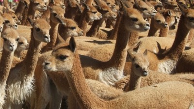 Ambiente comenzó en Catamarca la esquila de vicuñas, denominada “Chaku”