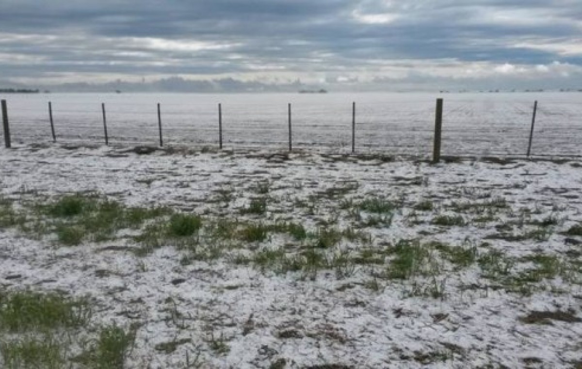 Según el Inta, el granizo arrasó 90 mil hectáreas del sudeste cordobés