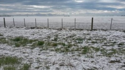 Según el Inta, el granizo arrasó 90 mil hectáreas del sudeste cordobés