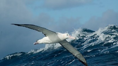 El Congreso aprobó crear un sistema nacional de Áreas Marinas Protegidas