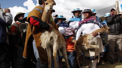 Comunidades de Yavi en exitosa esquila de vicuñas