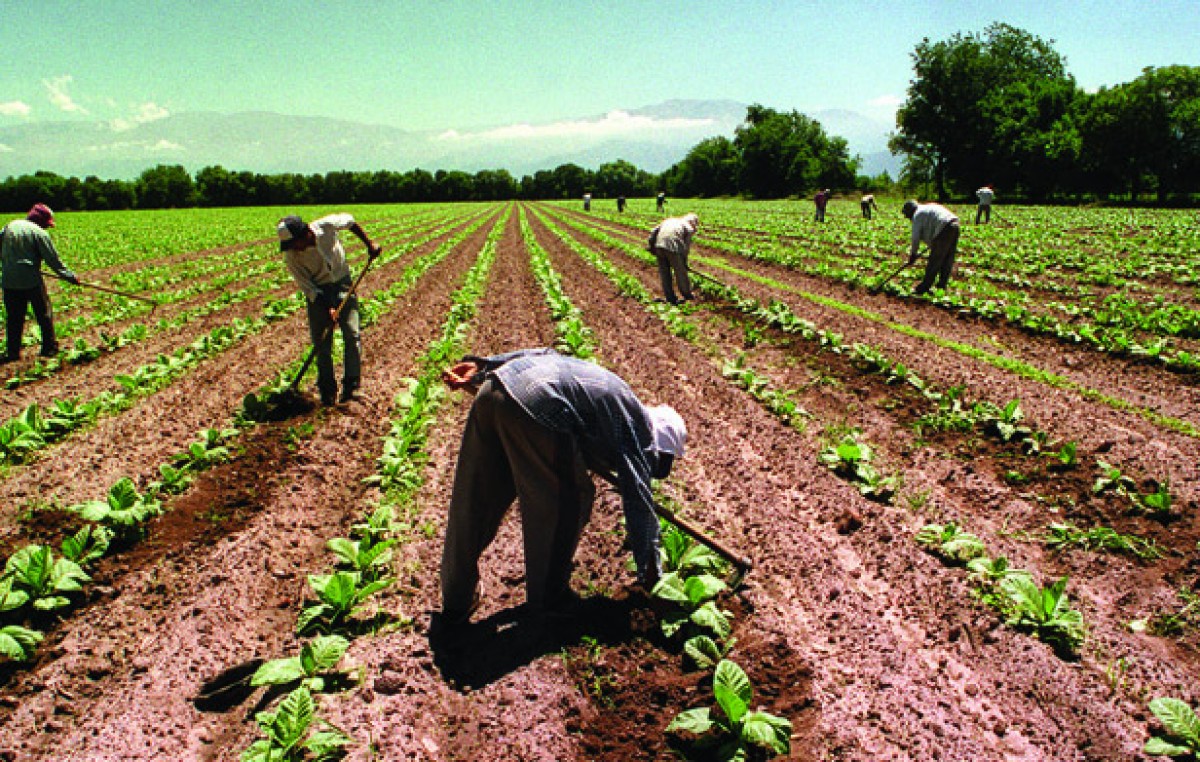 Está en marcha el blanqueo de los trabajadores rurales en Salta