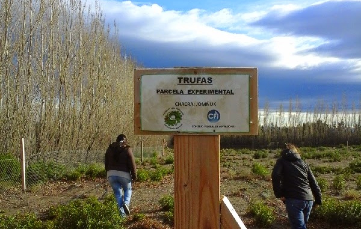 Trufas: Será “significativo” el impacto en la economía de Los Antiguos