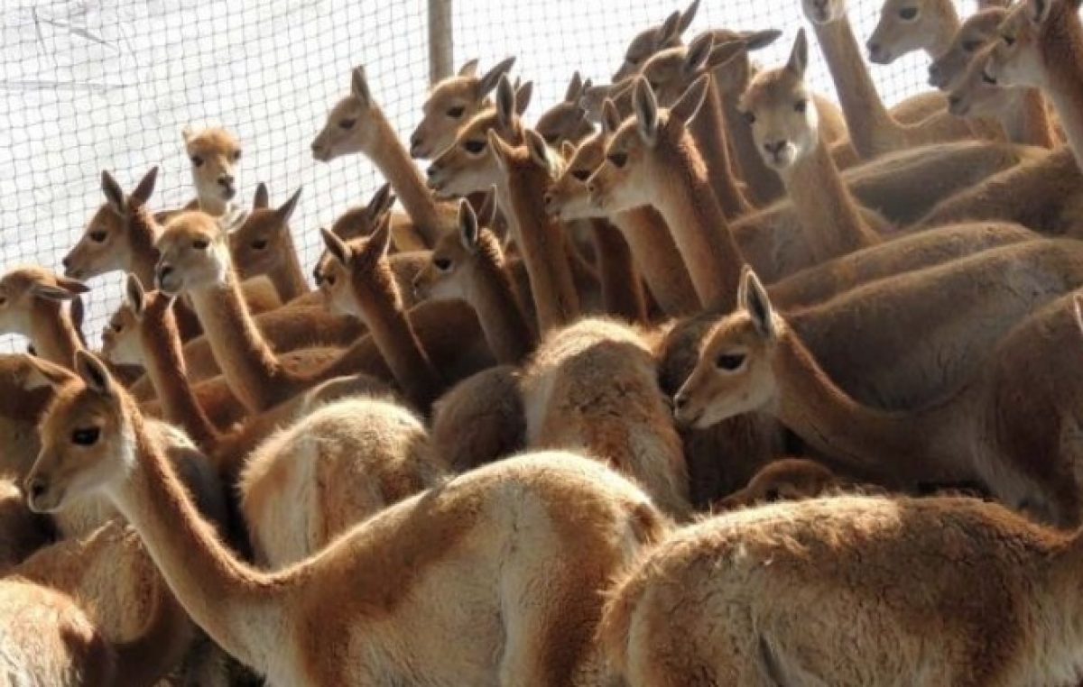 Yavi: Satisfactoria prueba piloto de captura y esquila de vicuñas en Silvestría