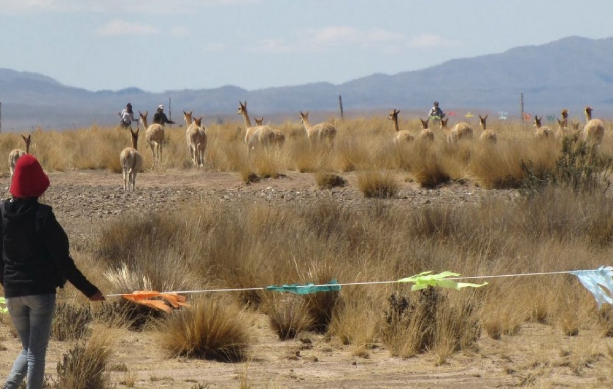 Santa Catalina: Esquila con chaku para conservación de vicuñas