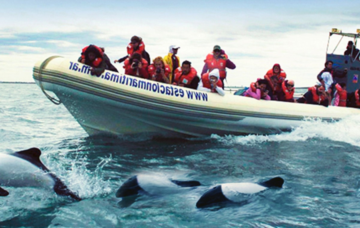 Comienza en Rawson la temporada de “Toninas, el delfín patagónico”