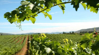 La región de Mainqué, Río Negro, fue designada mejor terruño de Argentina para producción de vinos Malbec