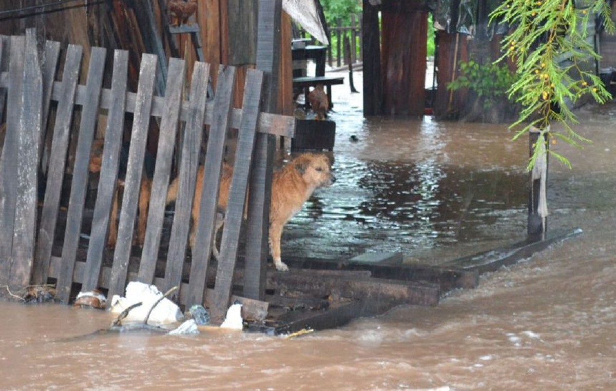 Por las lluvias un canal se desbordó y afectó a 60 familias en Caimancito