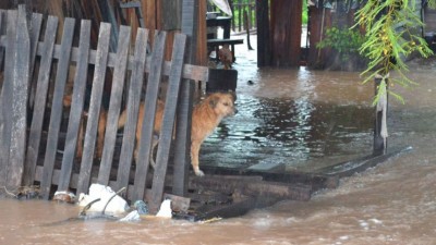 Por las lluvias un canal se desbordó y afectó a 60 familias en Caimancito