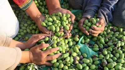 La Rioja: Esperan 7500 trabajadores para la cosecha