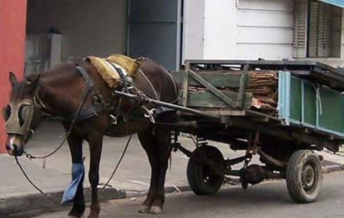 Insisten con la prohibición de tracción a sangre en Rosario