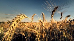 Acuerdan beneficios para pequeños productores de trigo y soja