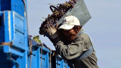 Santa Rosa (Mendoza) cubrirá gastos de acarreo de cosecha a pequeños productores
