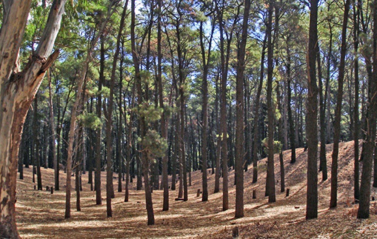 Proponen crear la Reserva Municipal del Bosque Encantado en Pehuen Co
